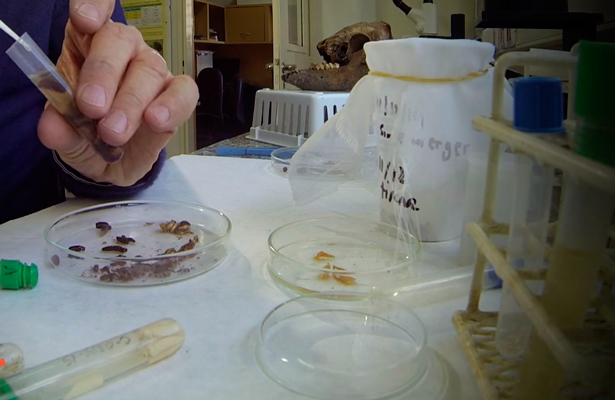 Laboratorio de Entomología Forense (Foto: Científicos Industria Argentina)