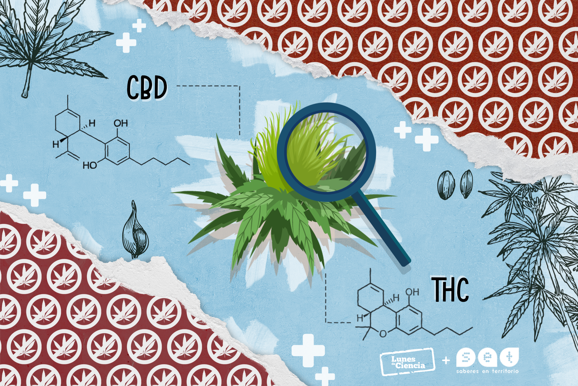 Cannabis medicinal